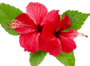 Hibiscus Sabdariffa Flower Extract